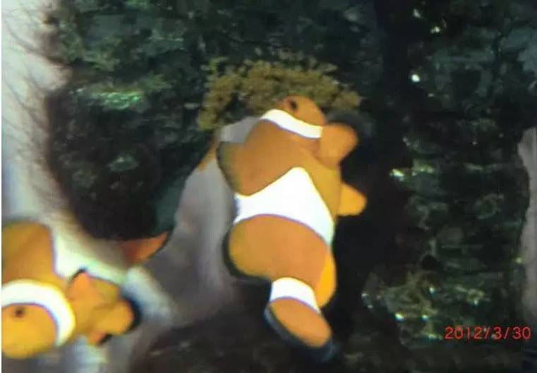 鱼种吃什么_身体健康多吃一种鱼_鱼类吃的